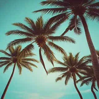 palm tree background