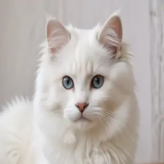 russian white black and tabby breed