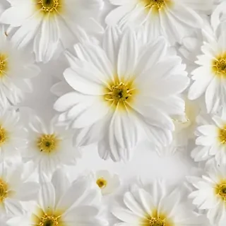 flower white background