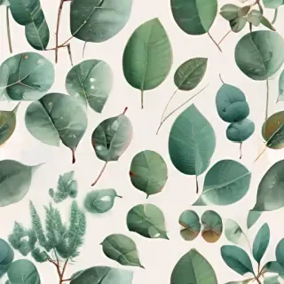 transparent eucalyptus clipart
