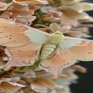 silk moth