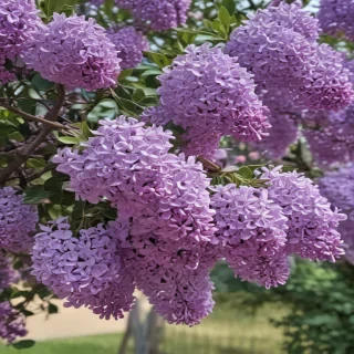 lilac aesthetic