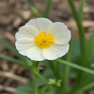 buttercup flower