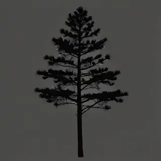 pine tree silhouette png