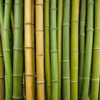 bamboo background