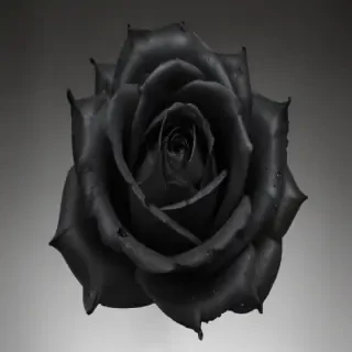 black roses png
