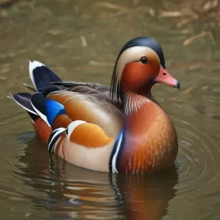mandarin duck