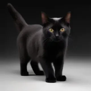 black cat png