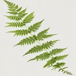 transparent fern png