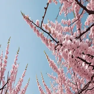 spring aesthetic wallpaper