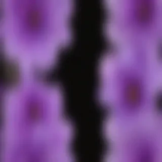 purple flowers png