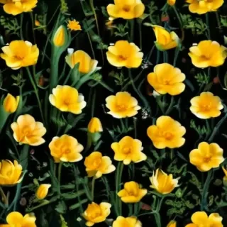 buttercup flower