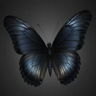 black butterfly png