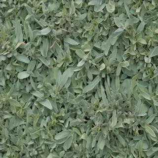 sage green backround