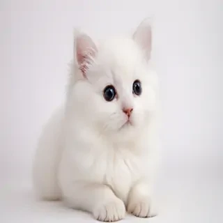 cute white background