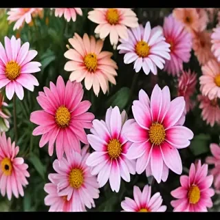 full screen flower wallpaper hd