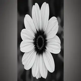black and white flower