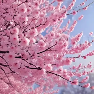 cherry blossom background wallpaper