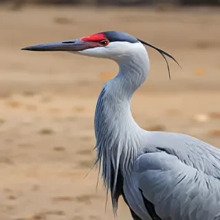 crane bird