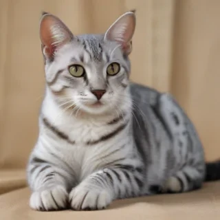 egyptian mau cat breed