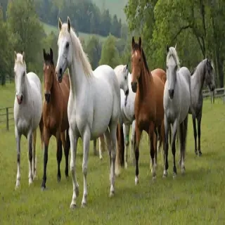 pictures of horses to draw