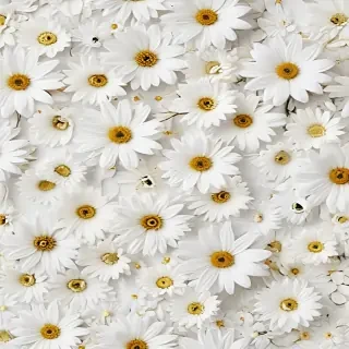 flower background white