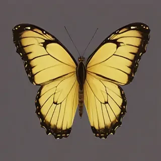 butter fly png