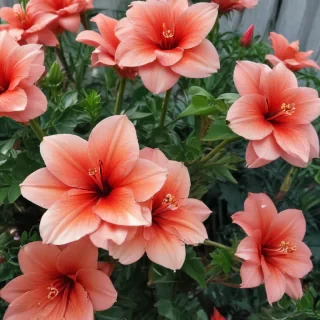 aesthetic backgrounds flowers