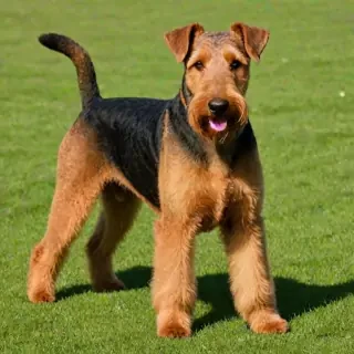 airedale terrier