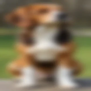 beaglier dog breed