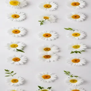 flower white background