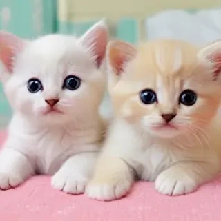 cute kittens wallpaper
