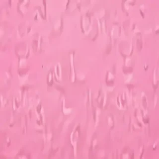 pink cover photo
