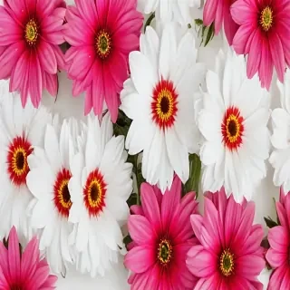 flowers with white background