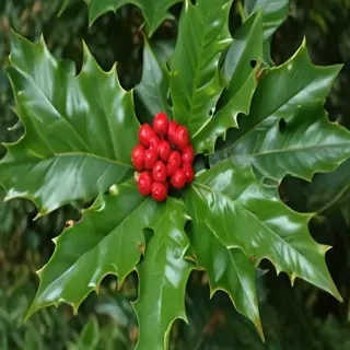 images of holly
