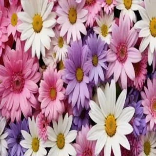 iphone wallpaper flowers