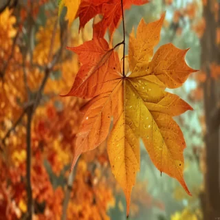 autumn leaves iphone wallpaper