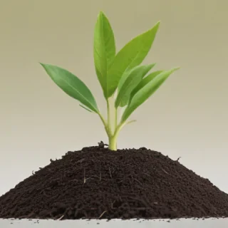 seedling png