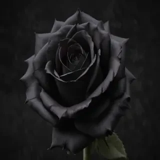 black roses png