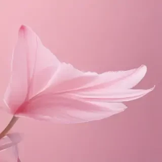 light pink background iphone