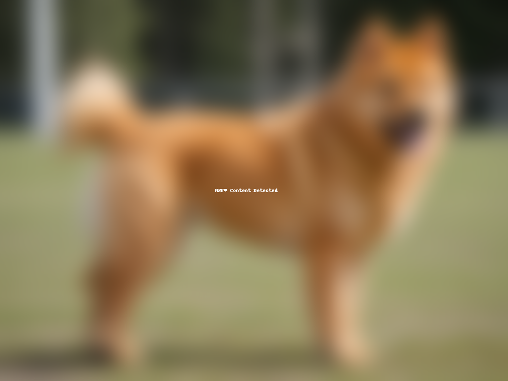 finnish spitz dog breed