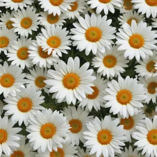 daisy flower wallpaper