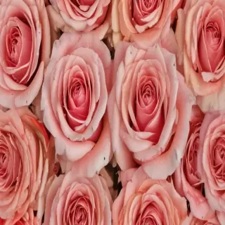 roses background wallpaper