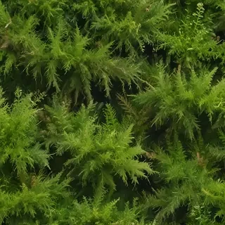 moss png