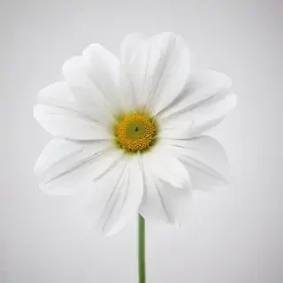 white background flower