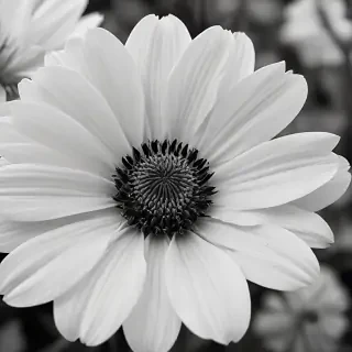 flower images black and white