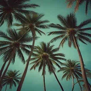 palm trees background