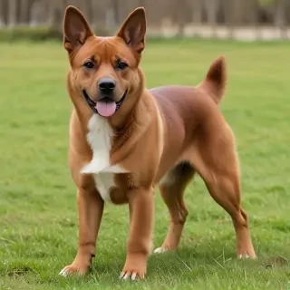kai ken dog breed