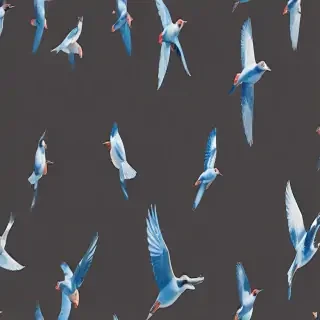 birds transparent