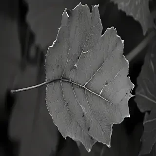 leaf images black and white